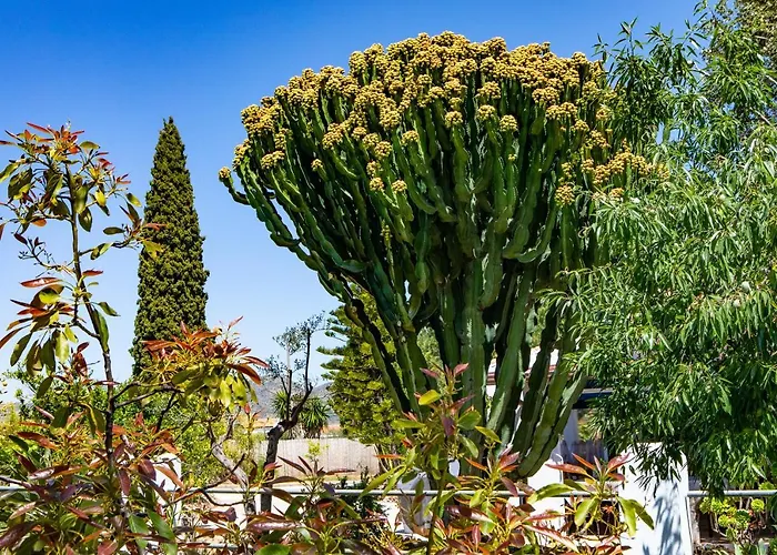 The Palms Boutique Resort Málaga - Adults Only